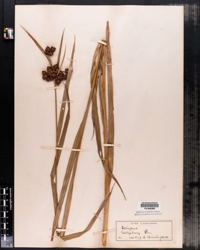 Scirpus