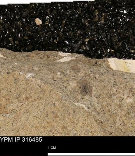 undet. Mollusca