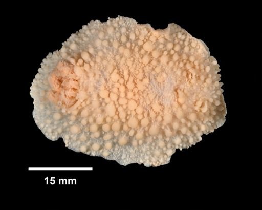 Acanthodoris pilosa