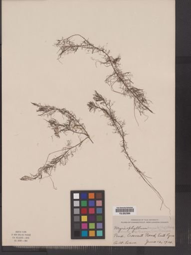 Myriophyllum humile