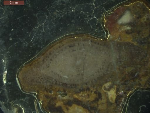 Schwagerina diversiformis