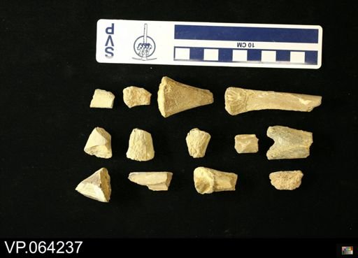 undet. Mosasauridae
