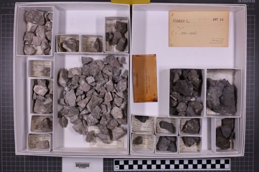 mixed taxa, stratigraphic collection