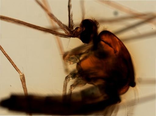 Anopheles