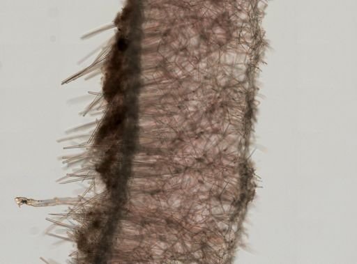 Calcarea