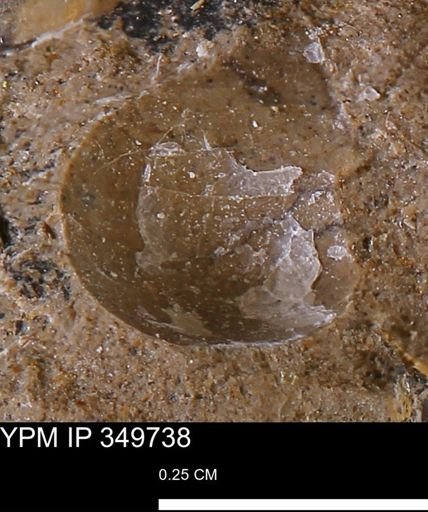 undet. Bivalvia