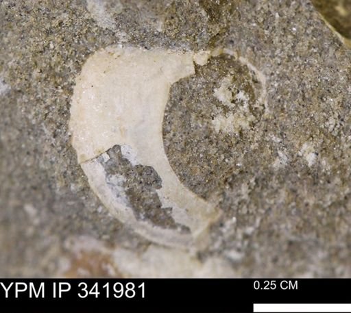 Protocardia sp.