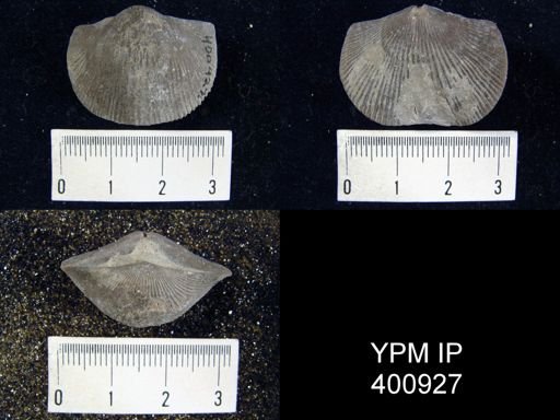 Hebertella occidentalis sinuata