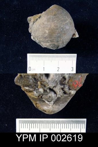 Gypidula galeata