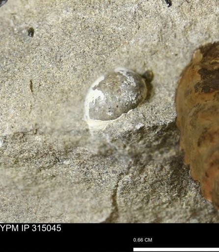 Oligoptycha?