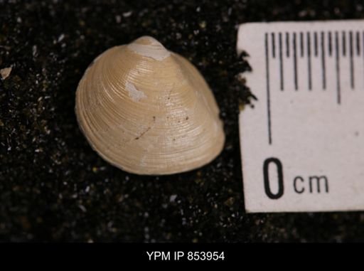 Limopsis striatopunctatus