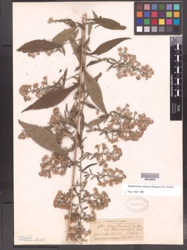 Symphyotrichum ontarionis