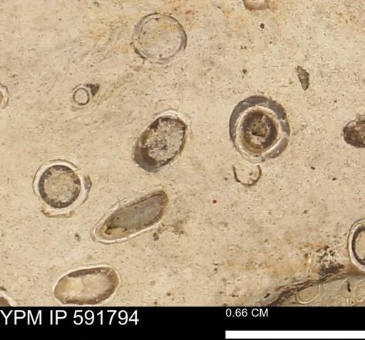 Serpulidae