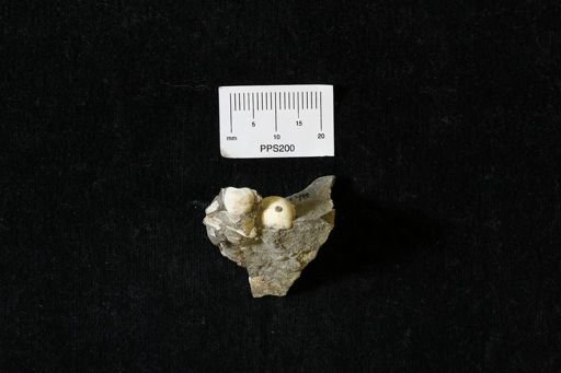 Protocardia