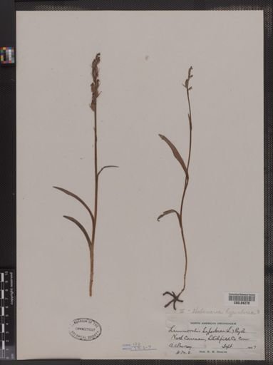 Limnorchis hyperborea