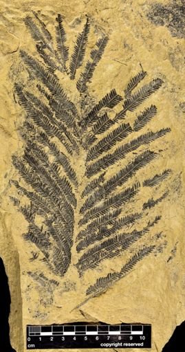 Calcaropteris boeselii