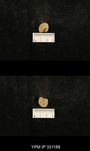 Trepospira depressa