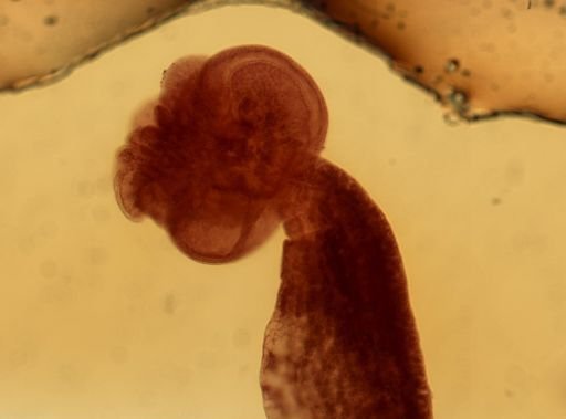 Ophiosoma wedlii