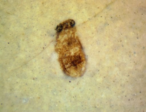 undet. Hexapoda