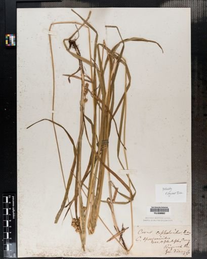 Carex cephaloidea