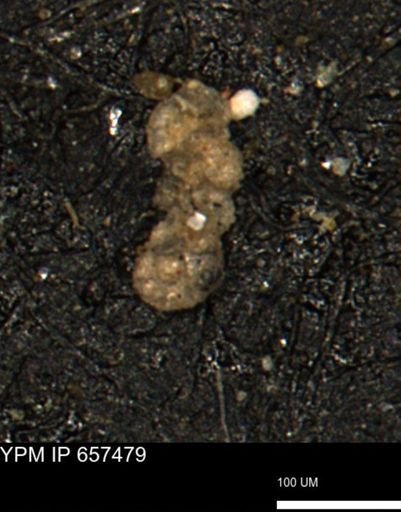 Ammobaculoides whitneyi