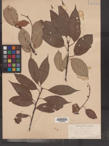 Prunus serotina