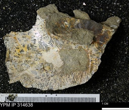 Hoploscaphites sp.