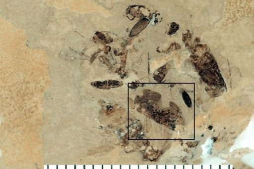 Auchenorrhyncha?