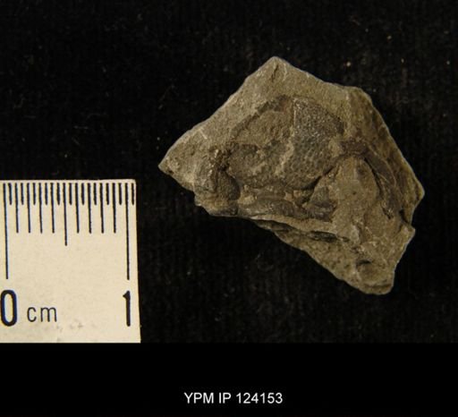 Phacops rana