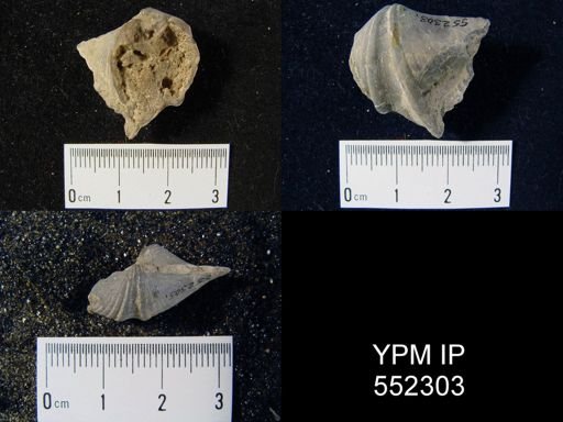 Spirifer niagarensis