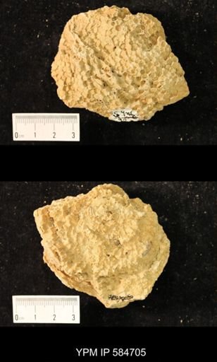 Favosites brownsportensis