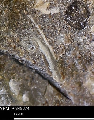 undet. Mollusca