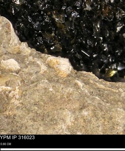 undet. Mollusca