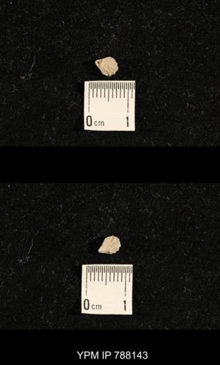 Hustedia sp.