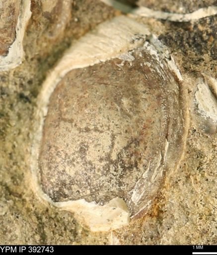 Protocardia?