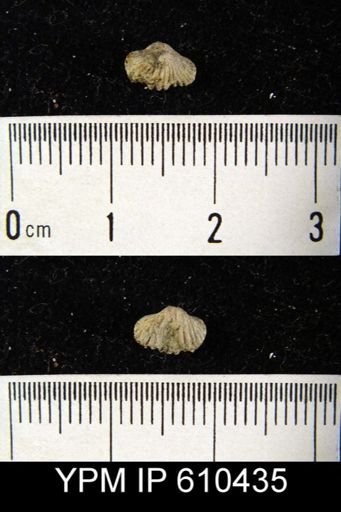 undet. Rhynchonellida