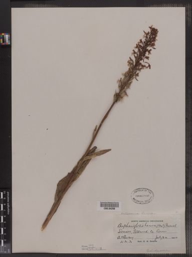 Blephariglottis lacera
