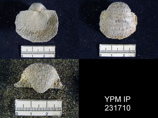 Juresania nebrascensis