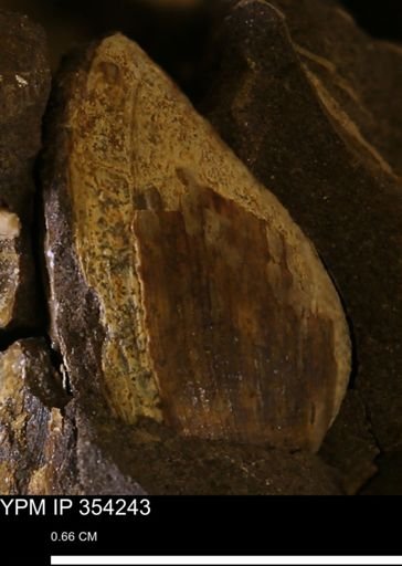 Limopsis striatopunctatus