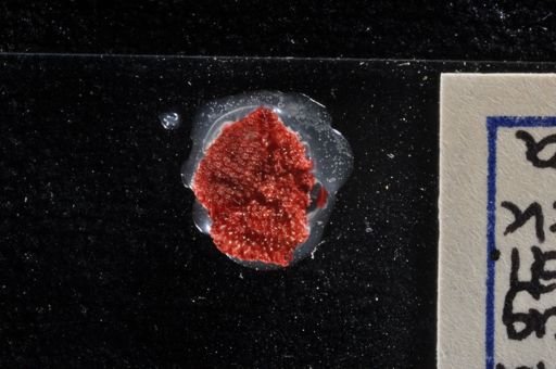 Rhynchozoon