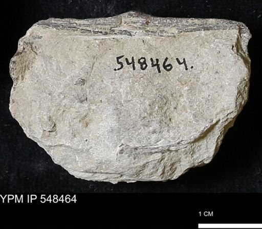 Stropheodonta kemperi