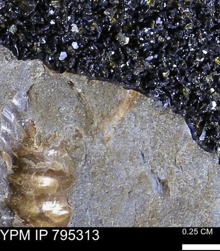 undet. Bivalvia
