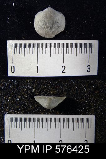 Dalmanella elegantula