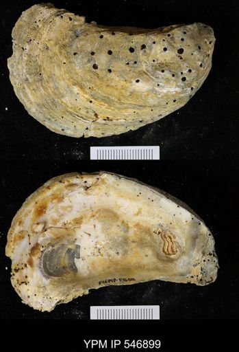 undet. Clionidae