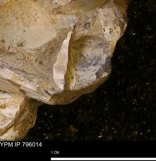 undet. Mollusca