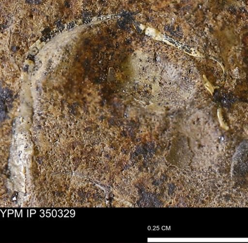 undet. Mollusca