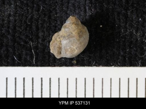 Viviparus montanaensis