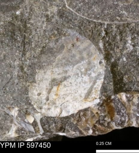 undet. Bivalvia