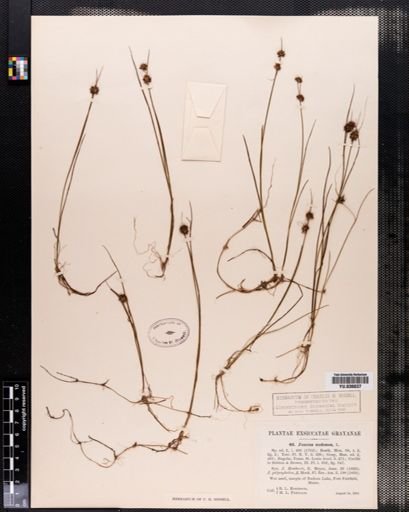 Juncus nodosus