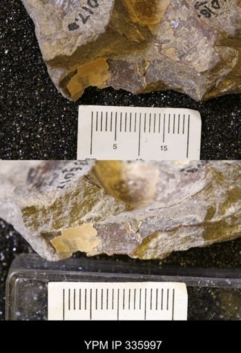 undet. Ammonoidea